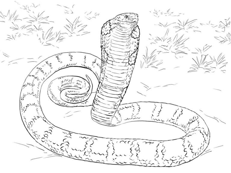 Coloriages Cobras Imprimable Gratuit Pour Les Enfants Et Les Adultes