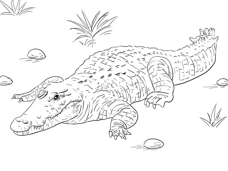 caiman alligator coloring pages - photo #10