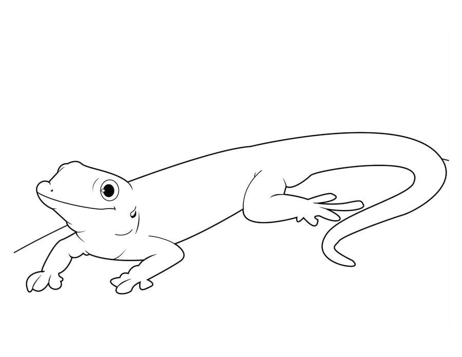 coloring pages gecko lizard printable for kids  adults