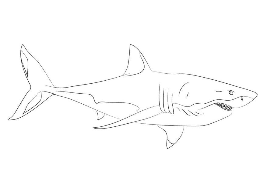 ausmalbilder weißer hai zum ausdrucken kostenlos für