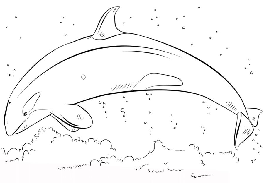 disegni da colorare balena assasina stampabile gratuito
