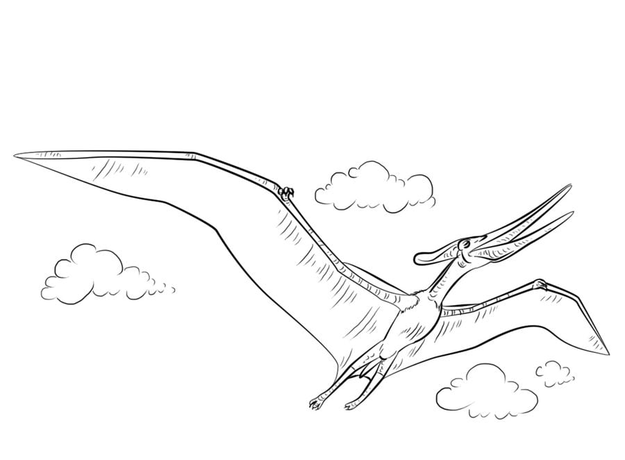 Dibujos para colorear: Pteranodon imprimible, gratis, para los niños y