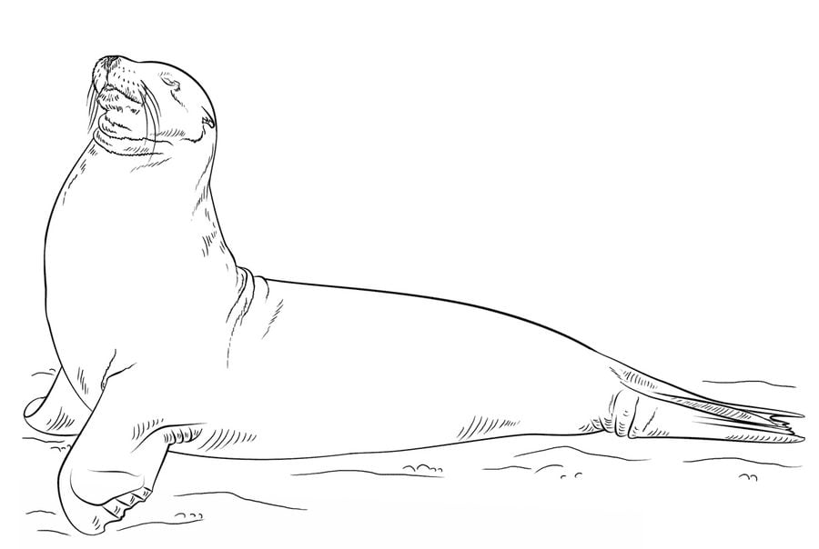 coloring pages sea lions printable for kids  adults free