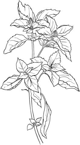 Dibujos para colorear: Ocimum basilicum 1