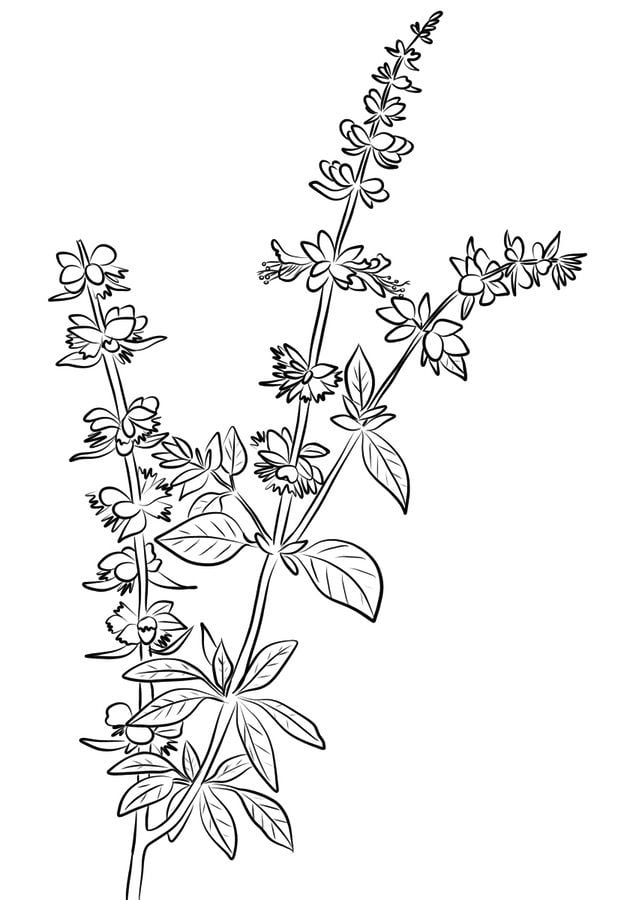 Dibujos para colorear: Ocimum basilicum 2