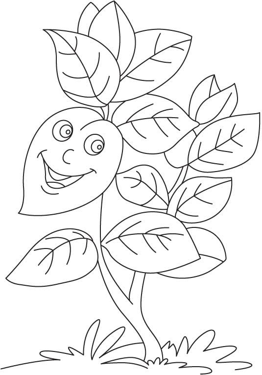 Dibujos para colorear: Ocimum basilicum