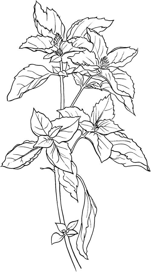 Dibujos para colorear: Ocimum basilicum 6