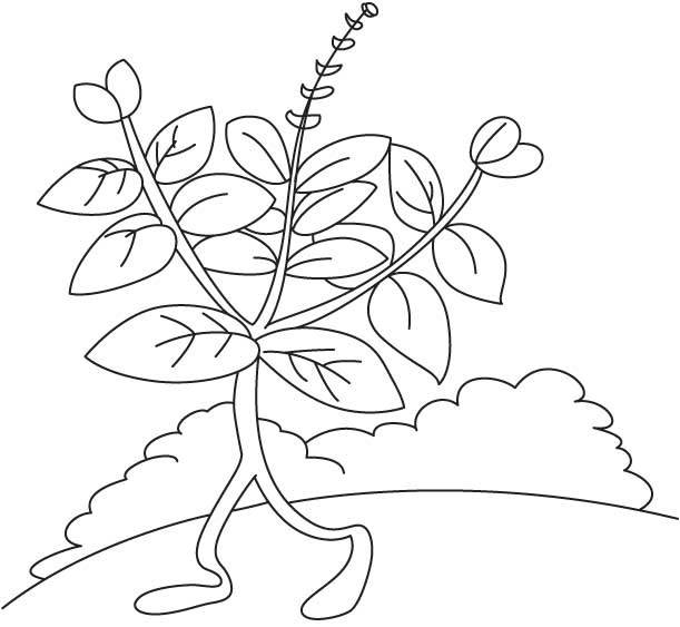 Dibujos para colorear: Ocimum basilicum 7