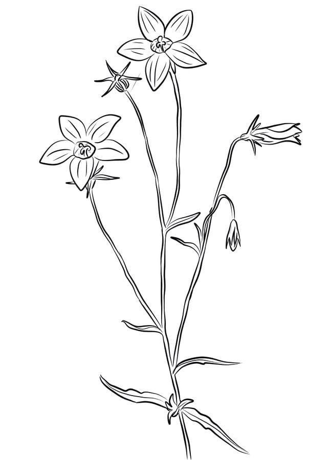 Coloring pages: American bellflower