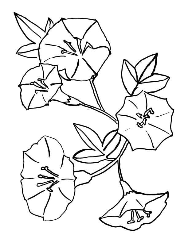 Coloring pages: American bellflower