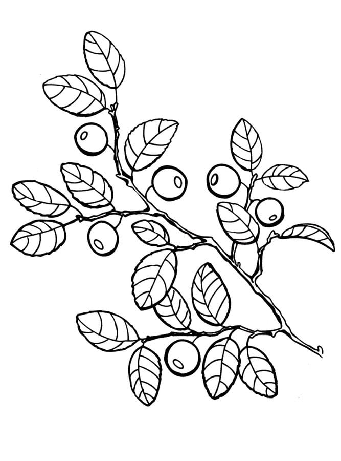Coloring pages: Berries 1