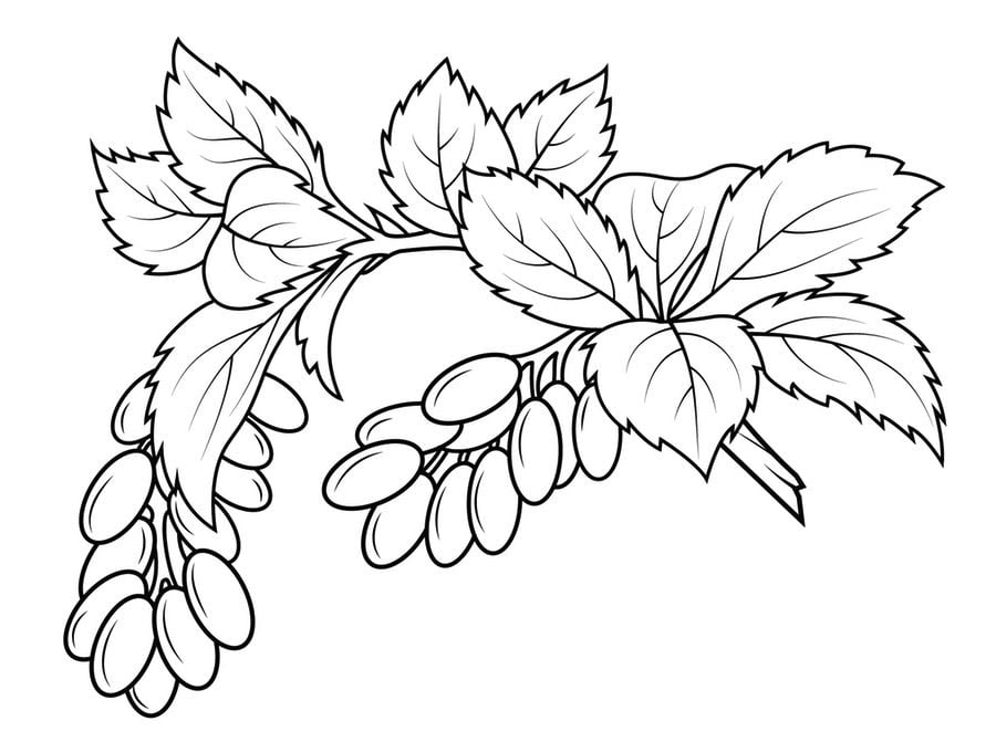Coloring pages: Berries 2