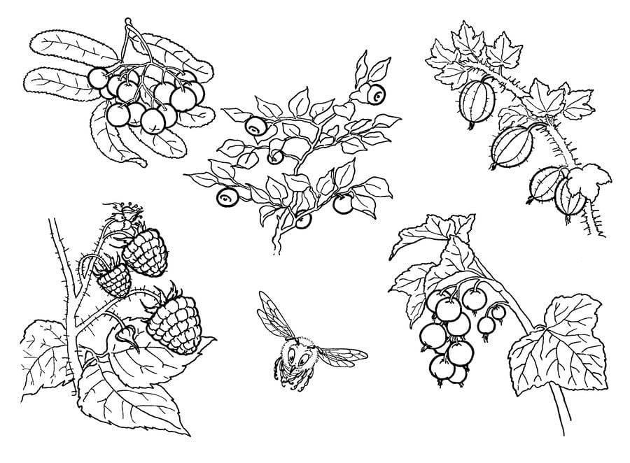 Coloring pages: Berries 3
