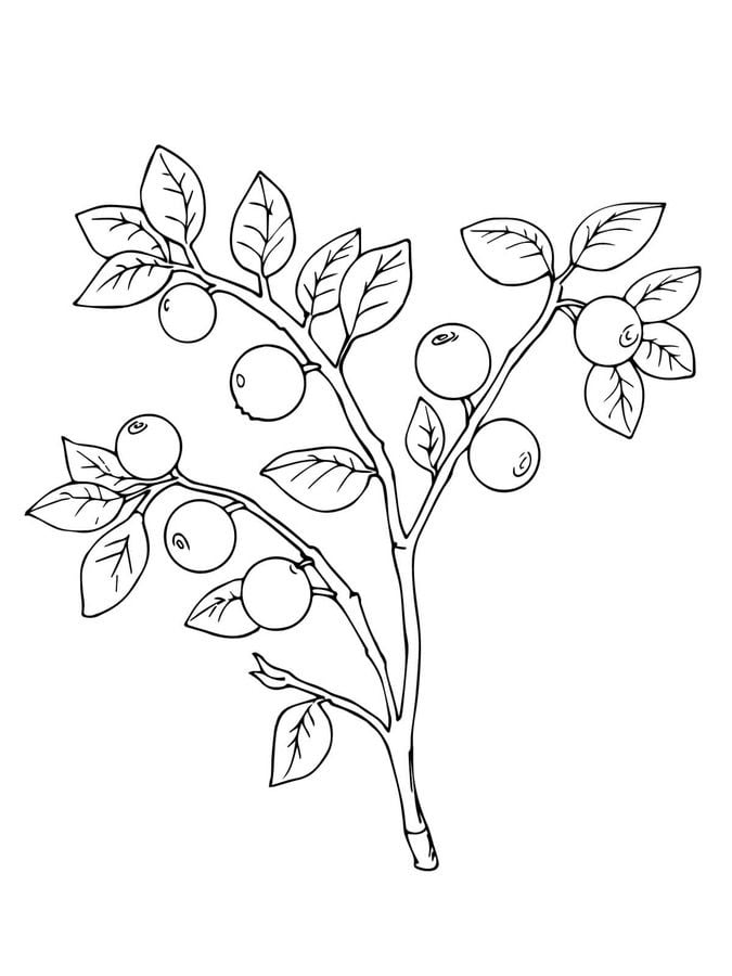 Coloring pages: Berries 4