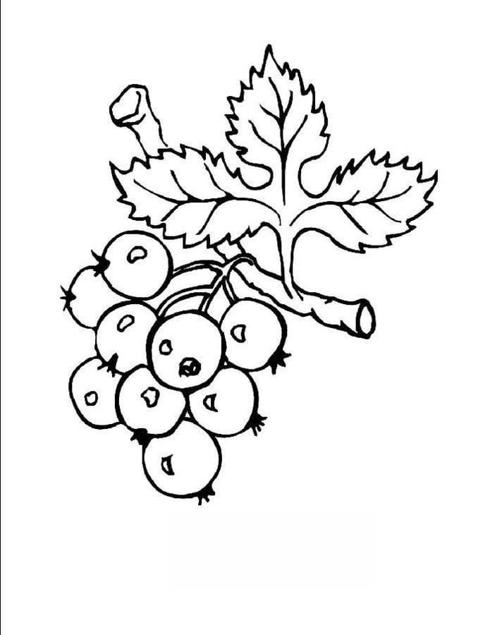 Coloring pages: Berries