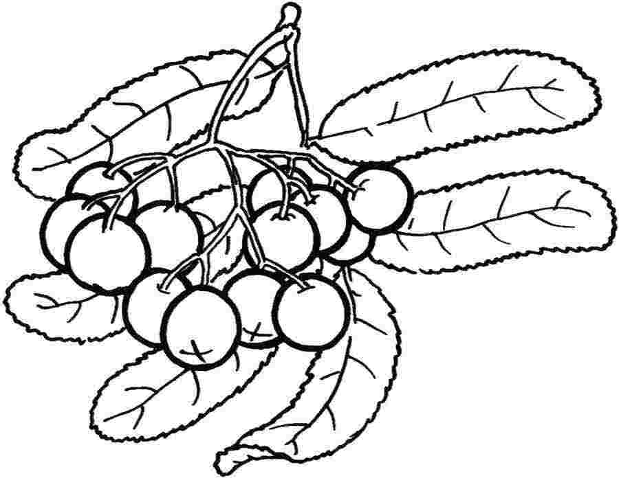 Coloring pages: Berries 5