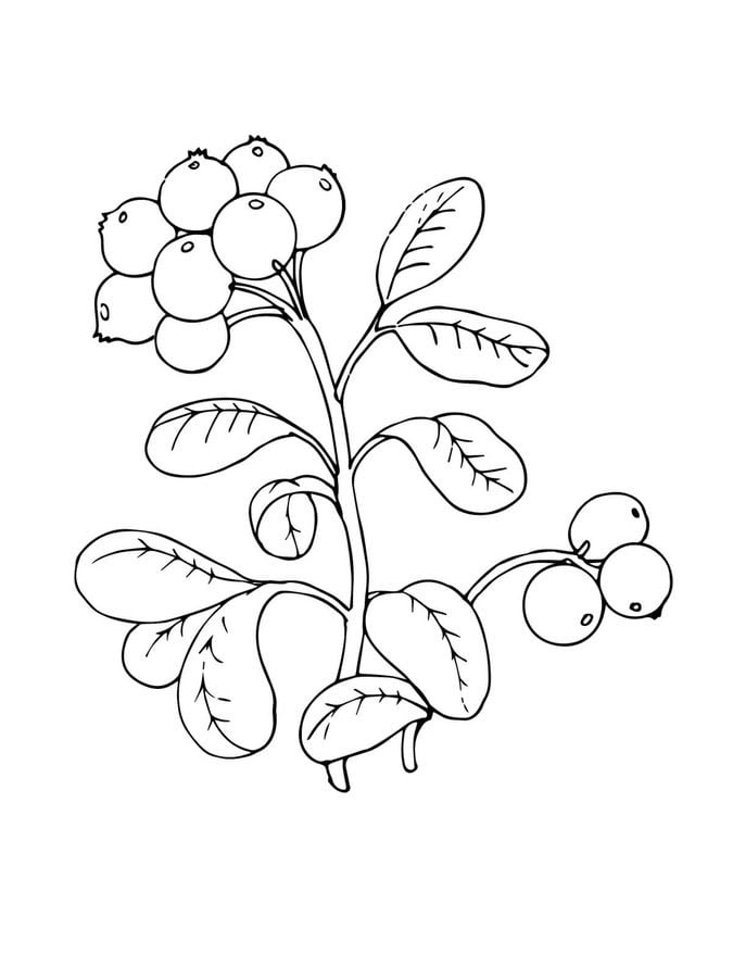 Coloring pages: Berries 6