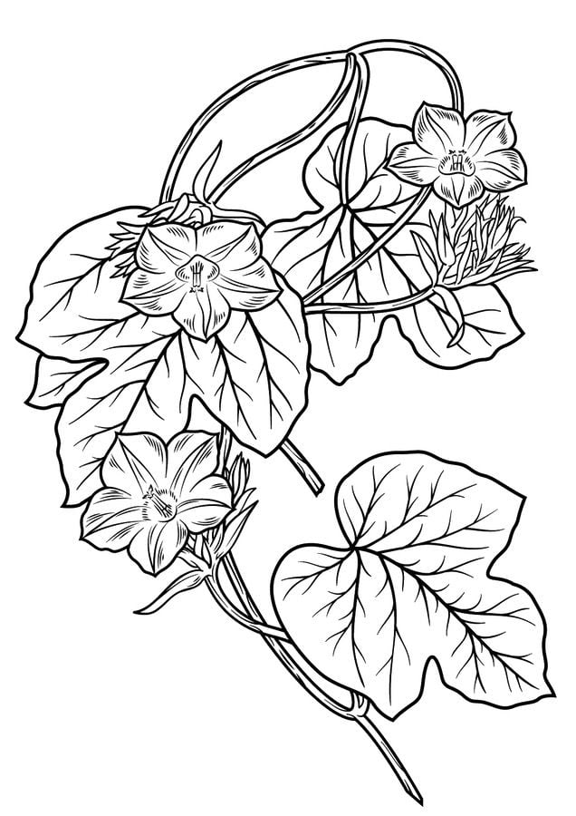 Dibujos para colorear: Convolvulaceae