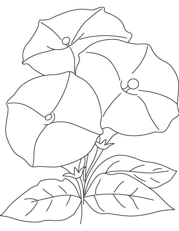 Dibujos para colorear: Convolvulaceae 6