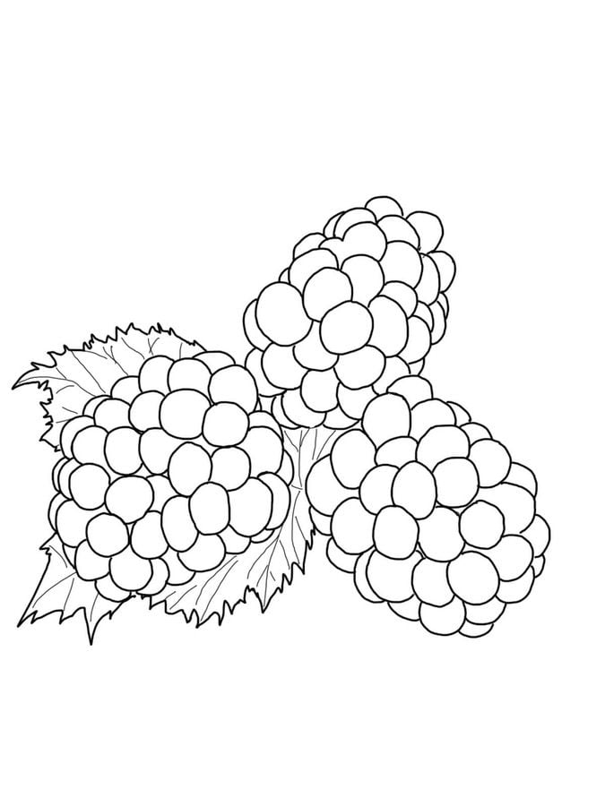 Coloring pages: Blackberries