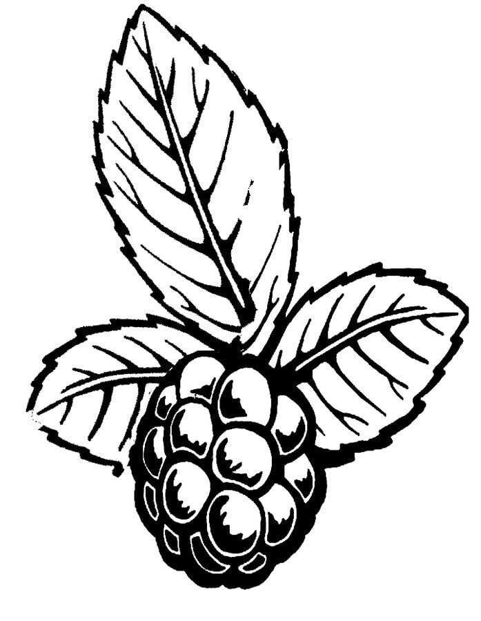 Coloring pages: Blackberries