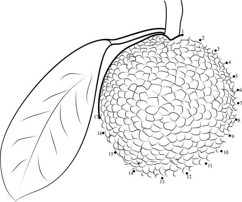 Coloring pages: Breadfruit 1