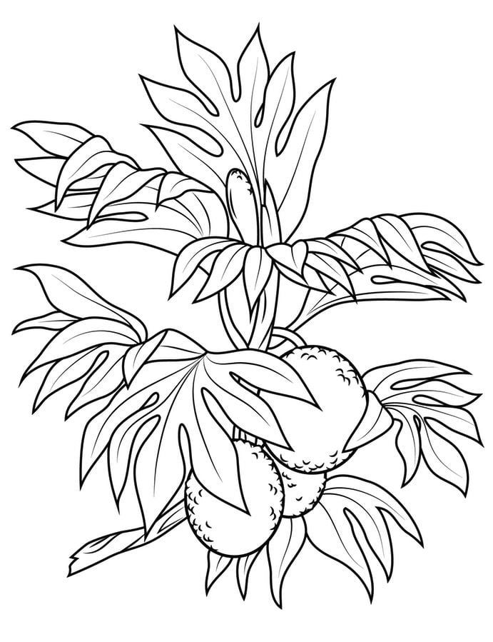 Coloring pages: Breadfruit 2