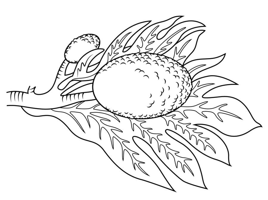Coloring pages: Breadfruit 4
