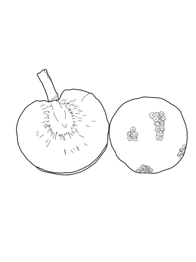 Coloring pages: Breadfruit