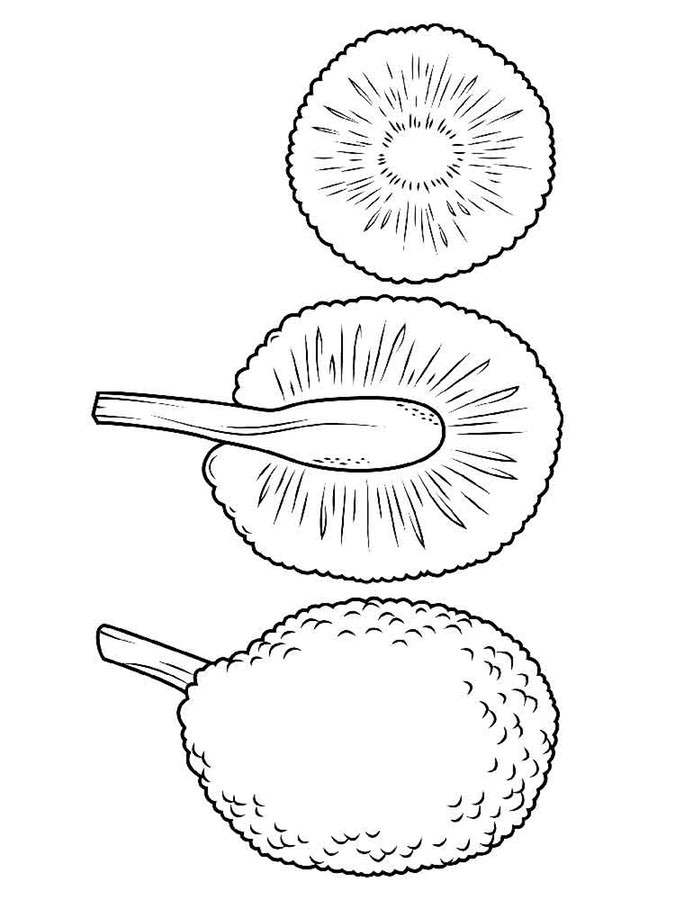 Coloring pages: Breadfruit 7