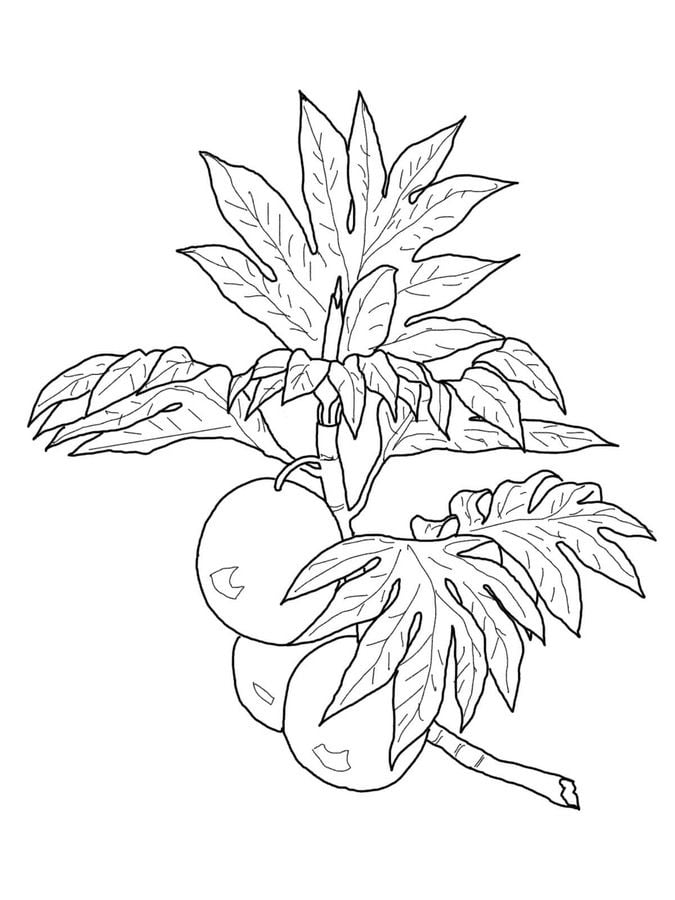 Coloring pages: Breadfruit 8
