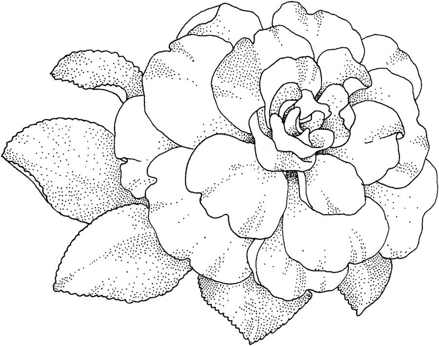 Dibujos para colorear: Camellia 1