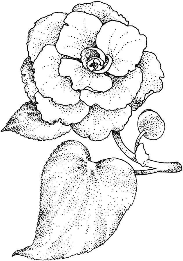 Dibujos para colorear: Camellia 2