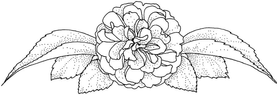 Dibujos para colorear: Camellia 3