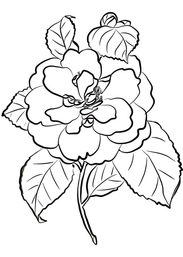 Dibujos para colorear: Camellia 4