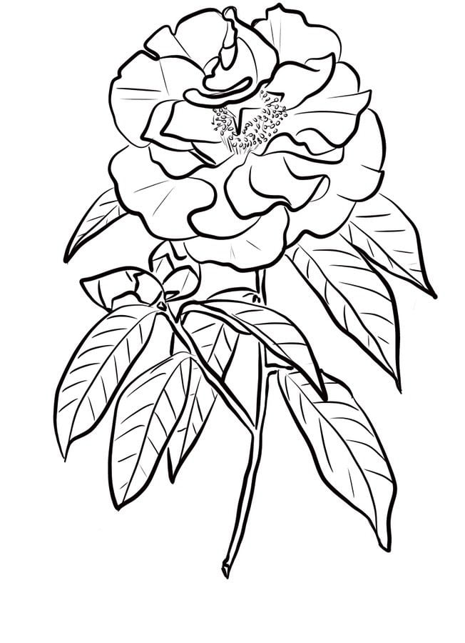 Dibujos para colorear: Camellia 5
