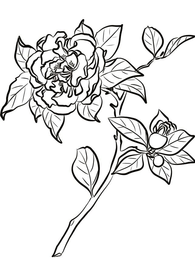 Dibujos para colorear: Camellia 6