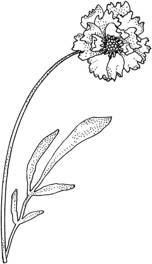 Disegni da colorare: Dianthus