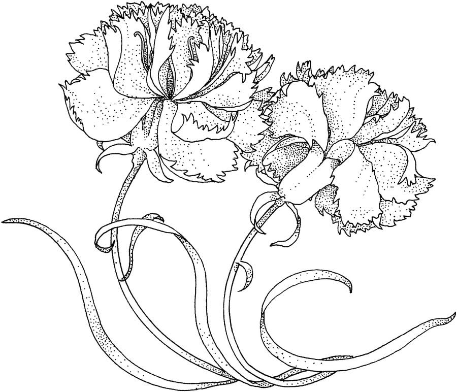 Disegni da colorare: Dianthus 10