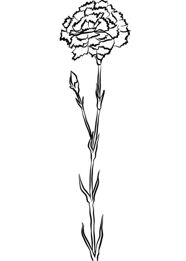 Disegni da colorare: Dianthus 2