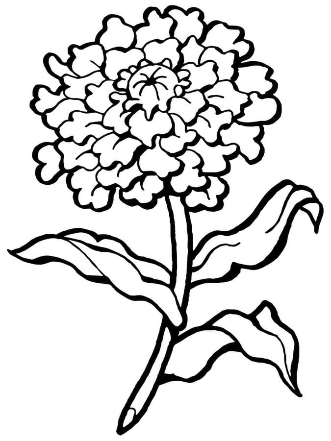 Disegni da colorare: Dianthus 3