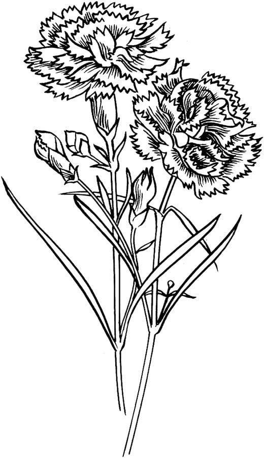 Disegni da colorare: Dianthus 4