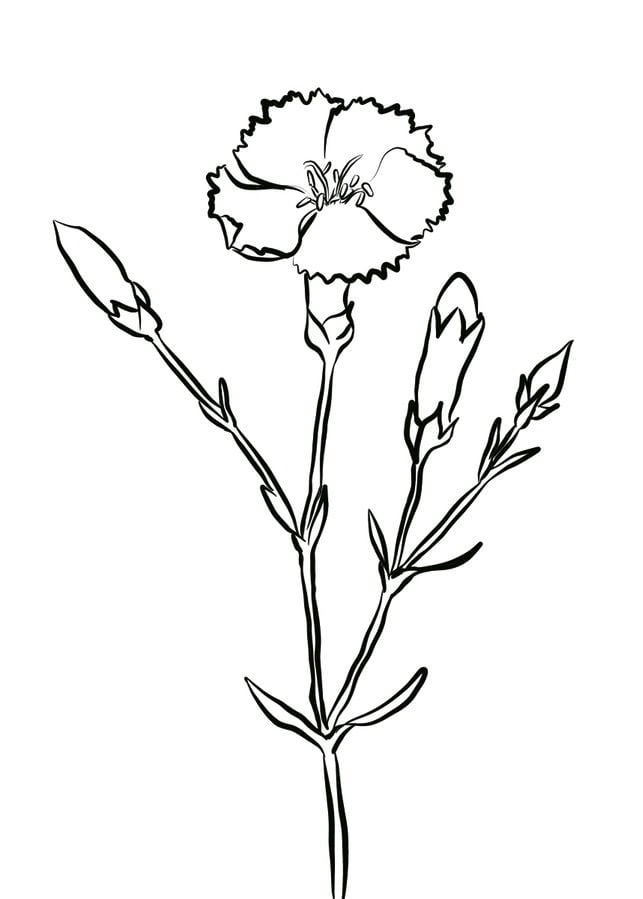 Disegni da colorare: Dianthus