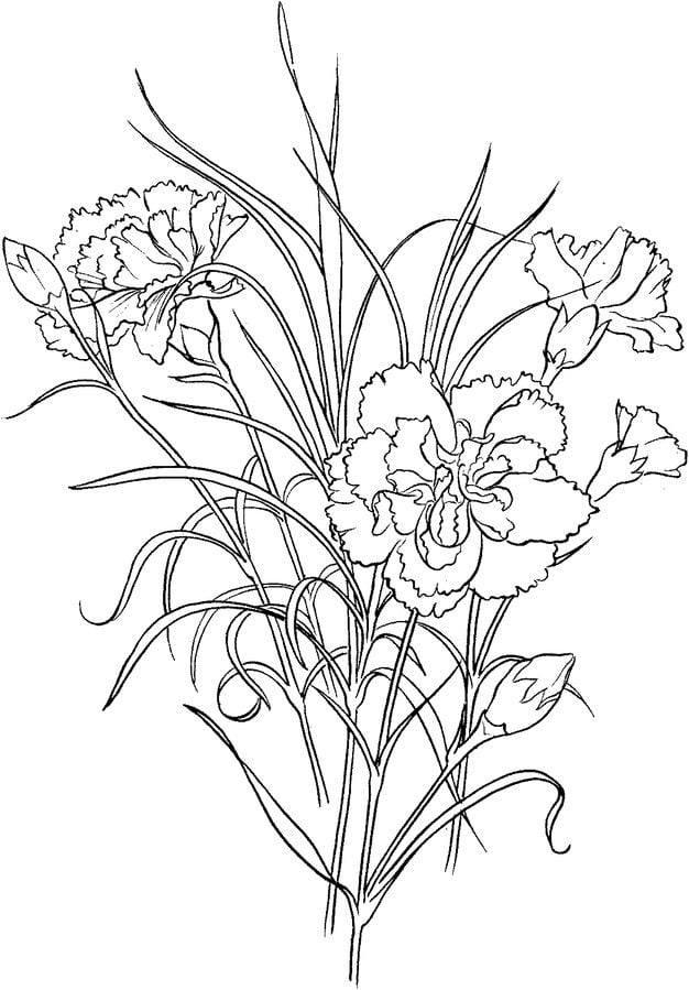 Coloring pages: Carnation