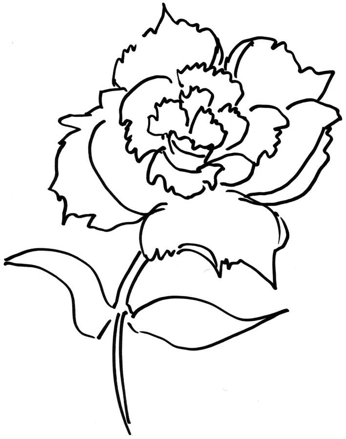 Coloring pages: Carnation