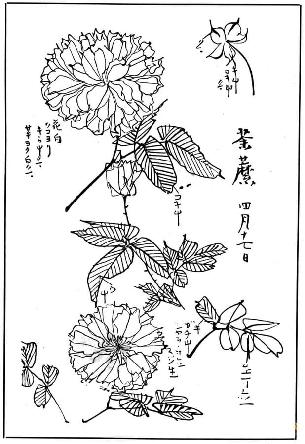 Disegni da colorare: Crisantemo 1