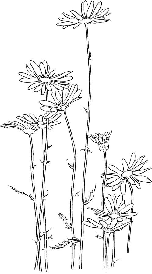 Coloriages: Chrysanthemum