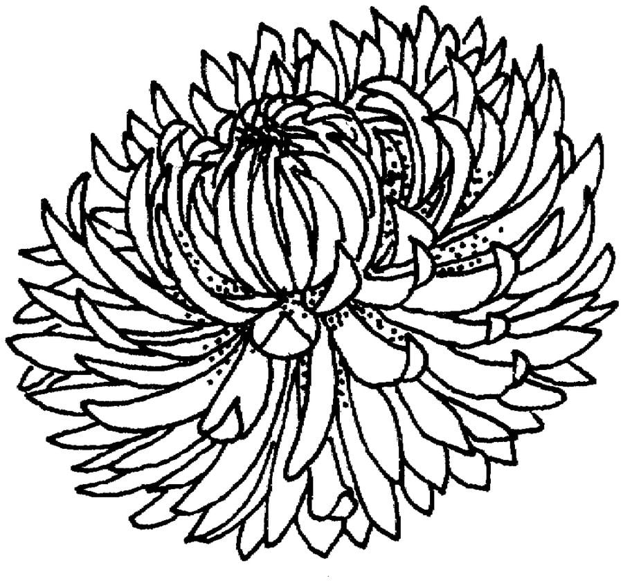 Ausmalbilder: Chrysanthemen