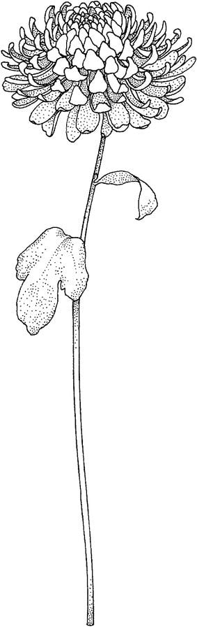 Disegni da colorare: Crisantemo 4
