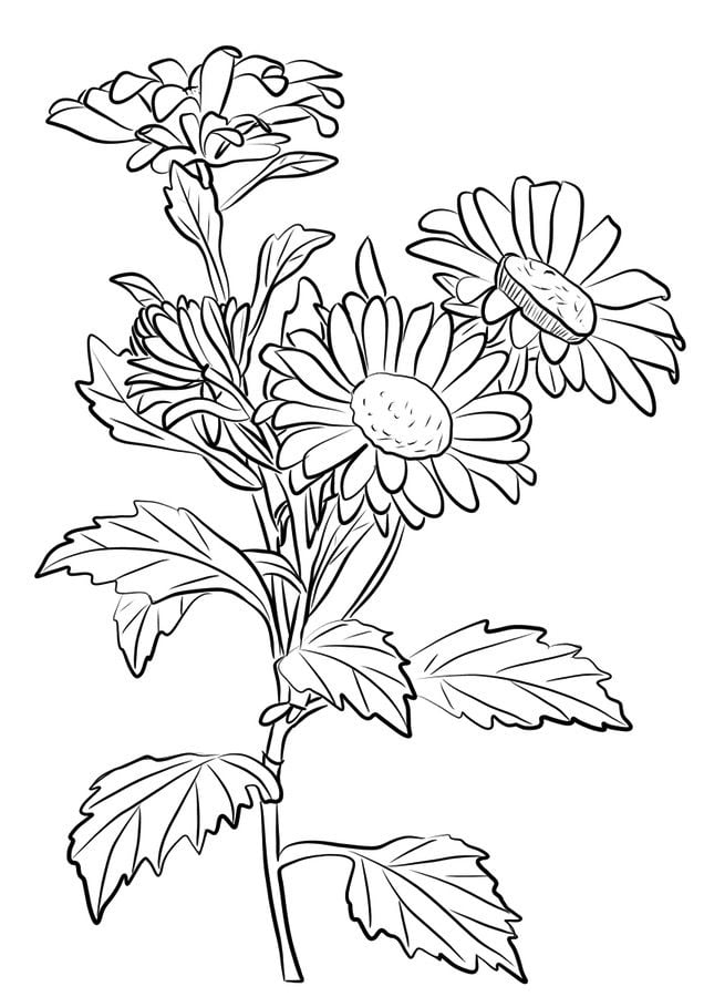 Ausmalbilder: Chrysanthemen